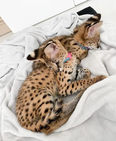 Cuccioli di Serval e Savannah | Foto 3