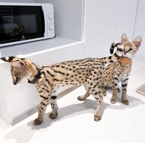 Cuccioli di Serval e Savannah | Foto 2