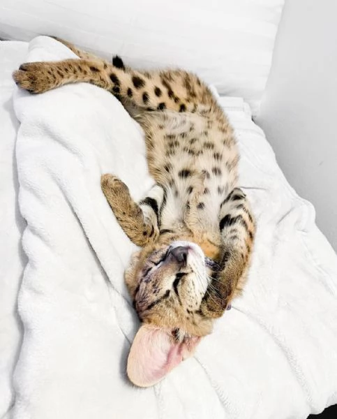 Cuccioli di Serval e Savannah | Foto 1