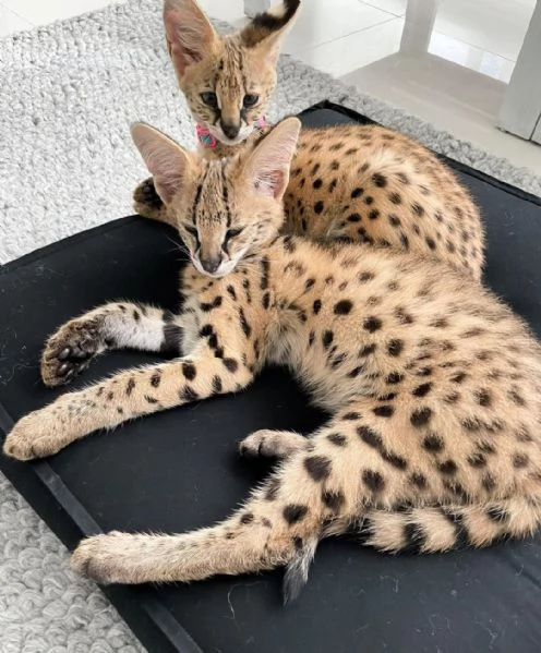 Cuccioli di Serval e Savannah