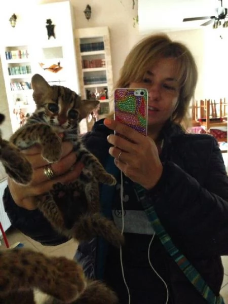 Cuccioli di Gatto Leopardo Asiatico disponibili | Foto 6