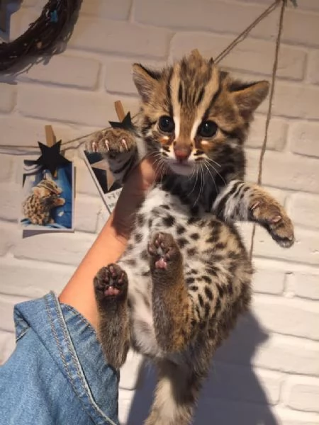 Cuccioli di Gatto Leopardo Asiatico disponibili | Foto 5