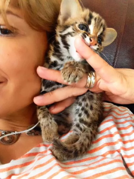 Cuccioli di Gatto Leopardo Asiatico disponibili | Foto 4