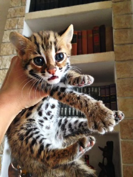 Cuccioli di Gatto Leopardo Asiatico disponibili | Foto 3