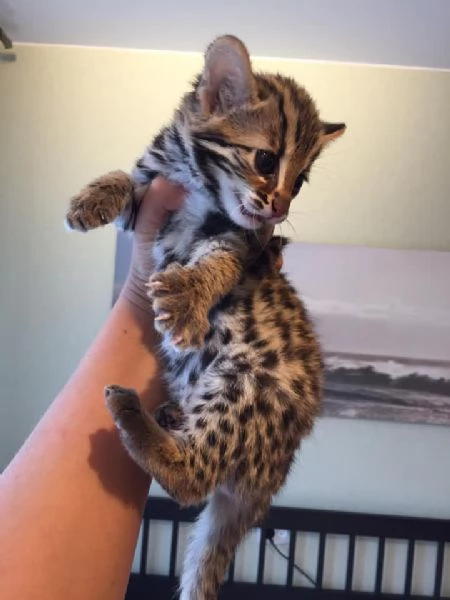 Cuccioli di Gatto Leopardo Asiatico disponibili | Foto 2