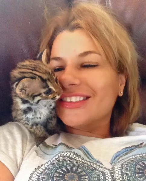Cuccioli di Gatto Leopardo Asiatico disponibili