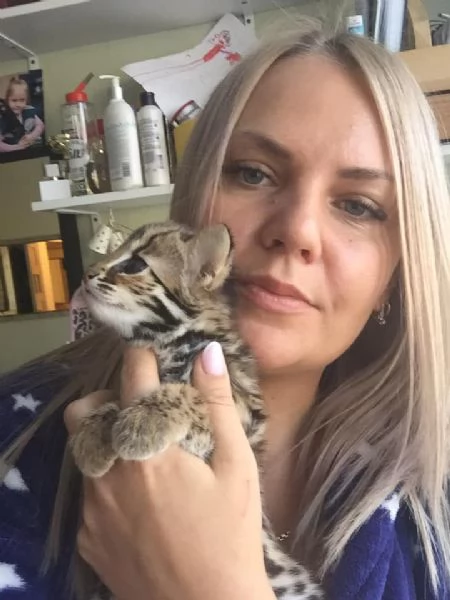 Cuccioli di Gatto Leopardo Asiatico disponibili | Foto 0