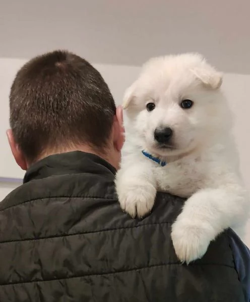 Pastore Svizzero Bianco cuccioli | Foto 5