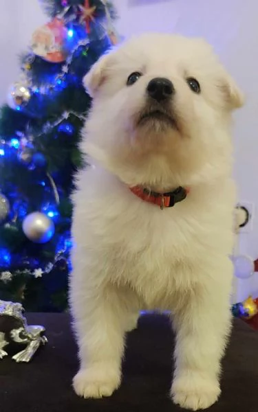 Pastore Svizzero Bianco cuccioli | Foto 4