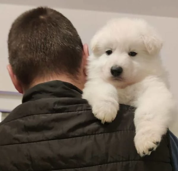 Pastore Svizzero Bianco cuccioli | Foto 3