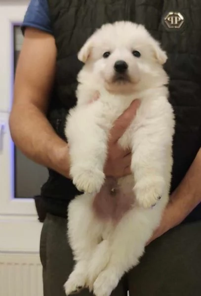 Pastore Svizzero Bianco cuccioli | Foto 1