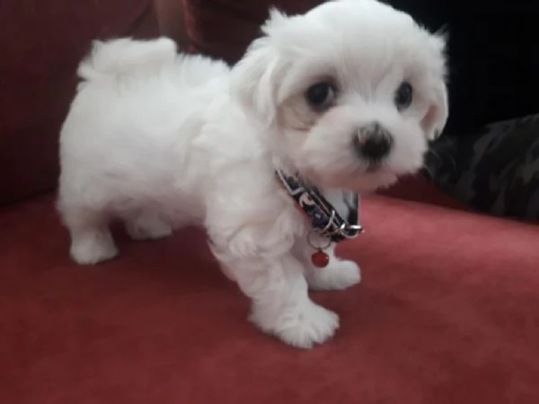 Regalo cuccioli maltesi whAtsapp (0039 353 317 4023) | Foto 0