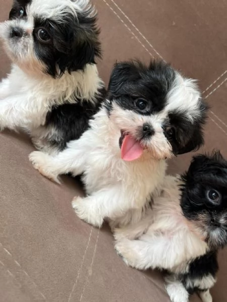 Regalo Cuccioli Shih Tzu whAtsapp ( 0039 353 317 4023 ) | Foto 2