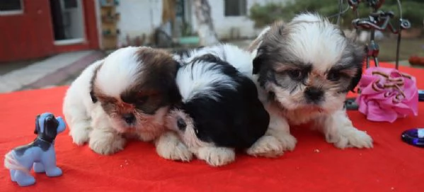 Regalo Cuccioli Shih Tzu whAtsapp ( 0039 353 317 4023 ) | Foto 1