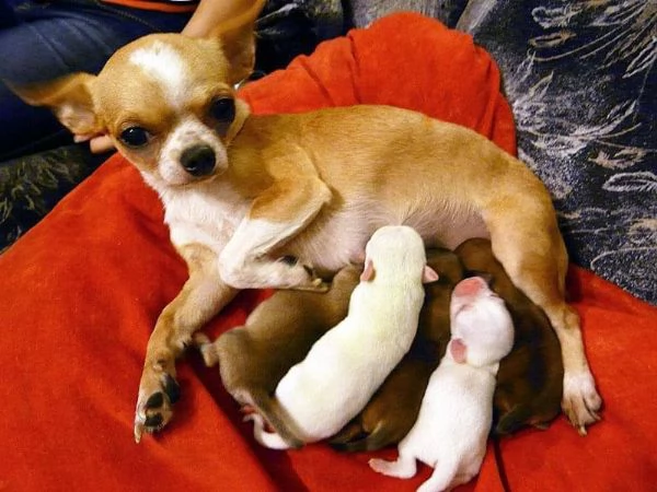 Regalo cuccioli di chihuahua whAtsapp ( 0039 353 317 4023 )