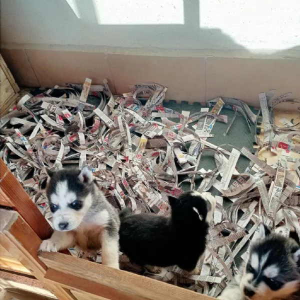 Regalo Cuccioli Husky whAtsapp (0039 353 317 4023 ) | Foto 1