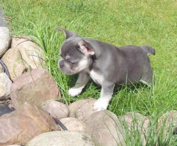 cuccioli di bouledogue francese (colore blu) | Foto 3