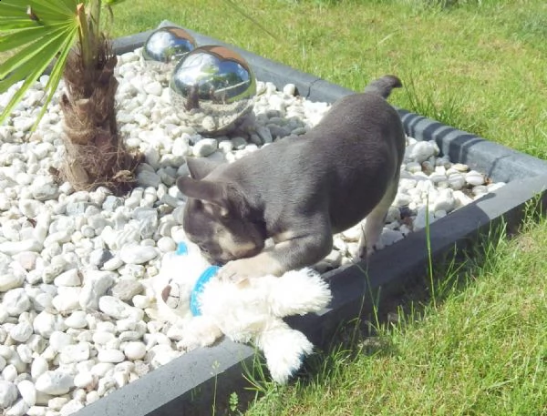 cuccioli di bouledogue francese (colore blu) | Foto 2