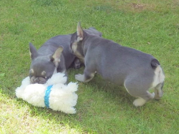 cuccioli di bouledogue francese (colore blu) | Foto 1