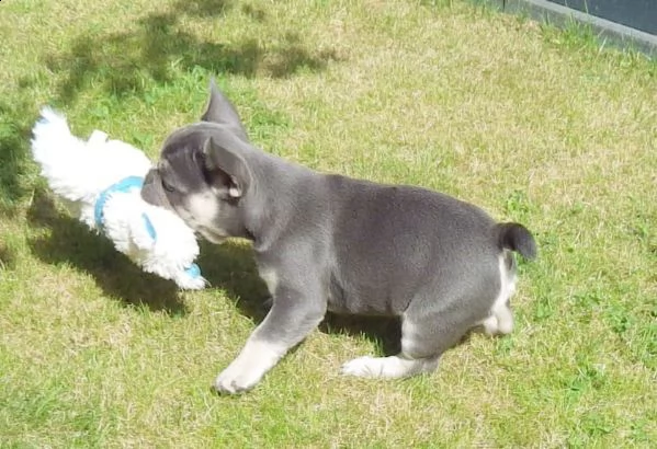 cuccioli di bouledogue francese (colore blu) | Foto 0