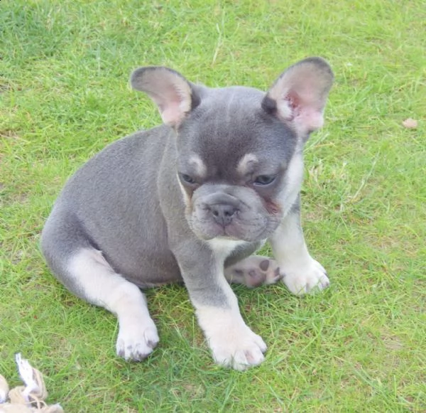 cuccioli di bouledogue francese (colore blu)