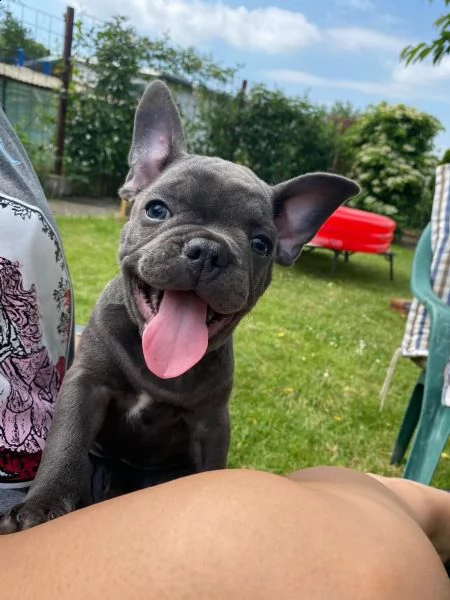 bouledogue blu.. spettacolari e rarissimi.. | Foto 6