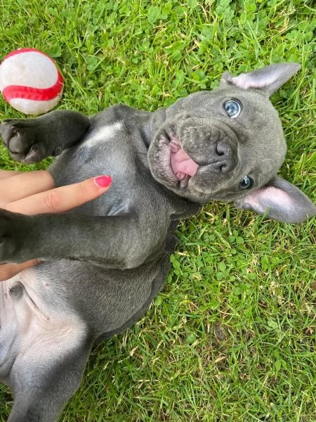 bouledogue blu.. spettacolari e rarissimi.. | Foto 5