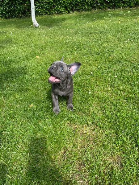 bouledogue blu.. spettacolari e rarissimi.. | Foto 4
