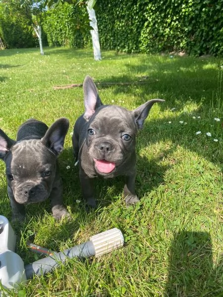 bouledogue blu.. spettacolari e rarissimi.. | Foto 3