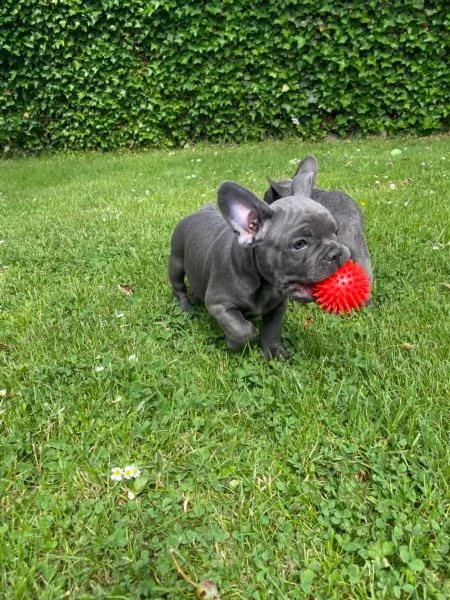 bouledogue blu.. spettacolari e rarissimi.. | Foto 2