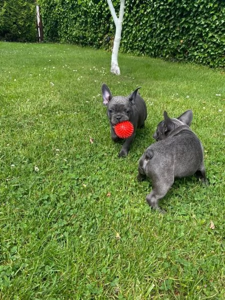bouledogue blu.. spettacolari e rarissimi..
