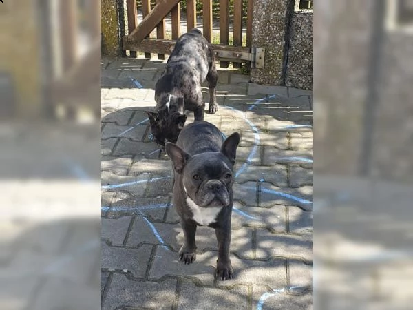 bouledogue blu.. spettacolari e rarissimi.. | Foto 1