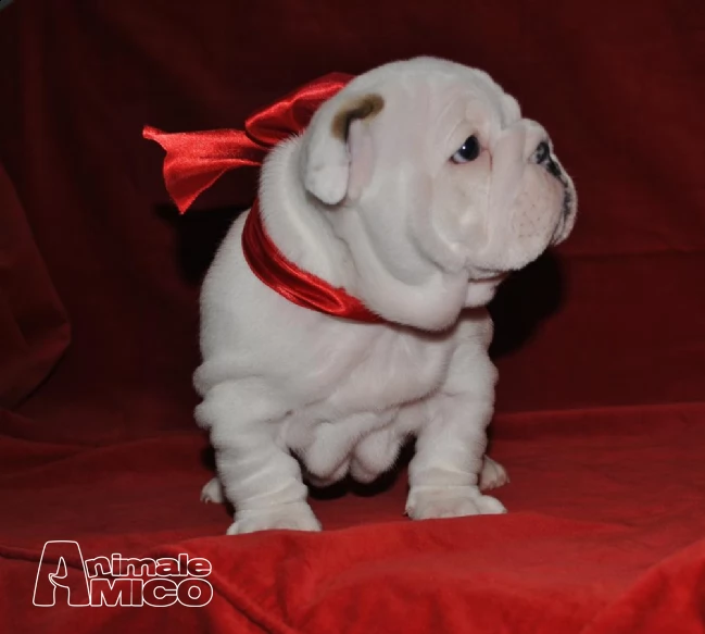 bouledogue blu.. spettacolari e rarissimi.. | Foto 0