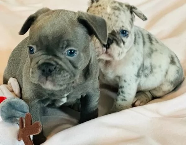 Cucciola Bulldog francese BLu | Foto 1