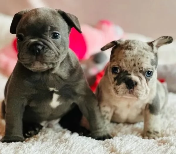 Cucciola Bulldog francese BLu | Foto 0