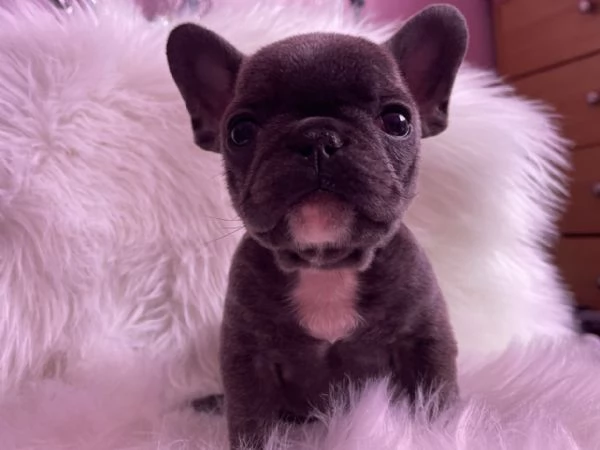 Cuccioli di bulldog francese blu e merlè