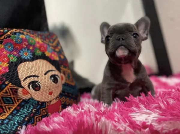 Cuccioli di bulldog francese blu e merlè | Foto 0