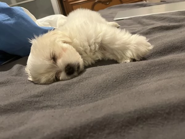 Maltese  | Foto 0