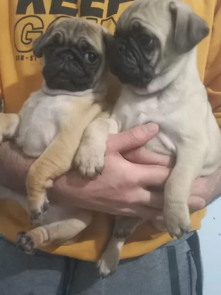 Regalo cuccioli di carlino whAtsapp ( 0039 353 317 4023 ) | Foto 0