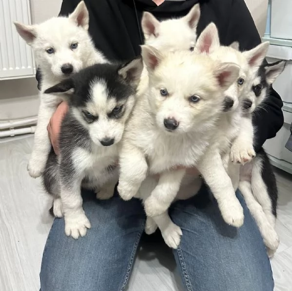 Regalo Cuccioli Husky whAtsapp (0039 353 317 4023 )