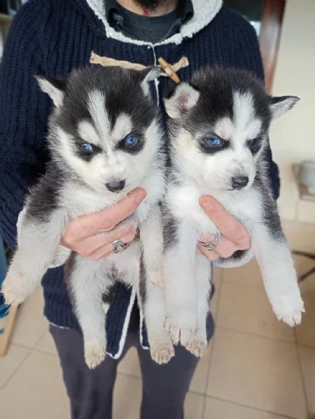 Regalo Cuccioli Husky whAtsapp (0039 353 317 4023 ) | Foto 0