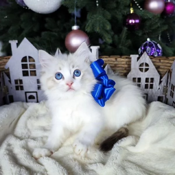 Ragdoll cuccioli | Foto 0