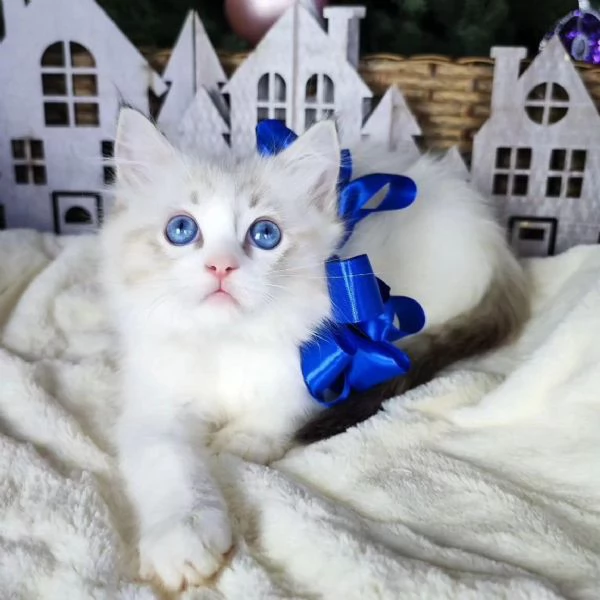 Ragdoll cuccioli