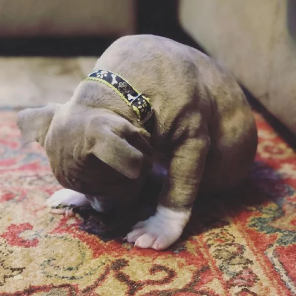 cuccioli di pitbull maschi e femmine