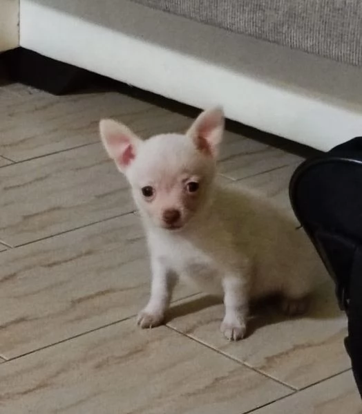 Chihuahua veri toy maschietti | Foto 1