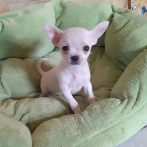 Chihuahua veri toy maschietti | Foto 0