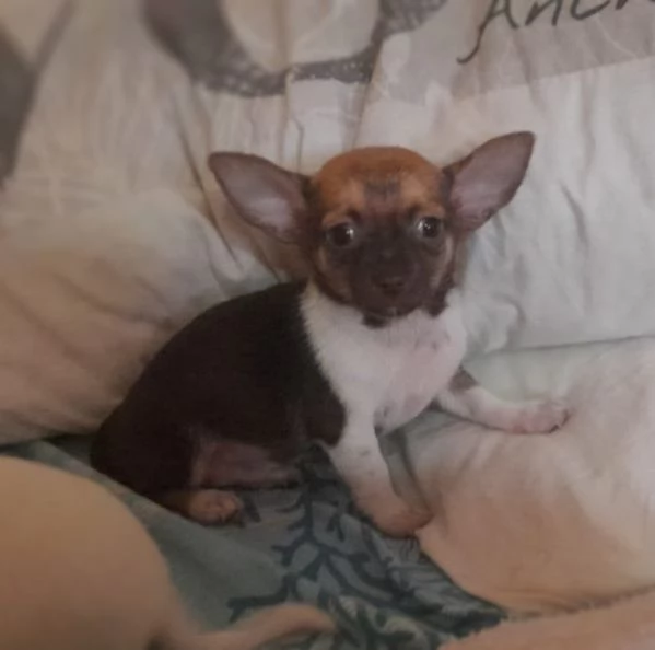Chihuahua veri toy maschietti