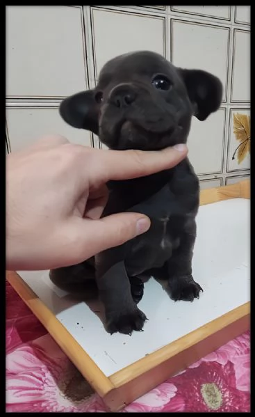 Bulldog francese  | Foto 4