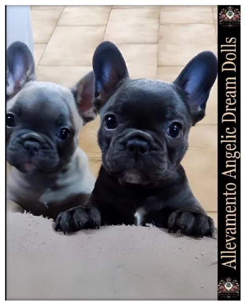 Bulldog francese  | Foto 3
