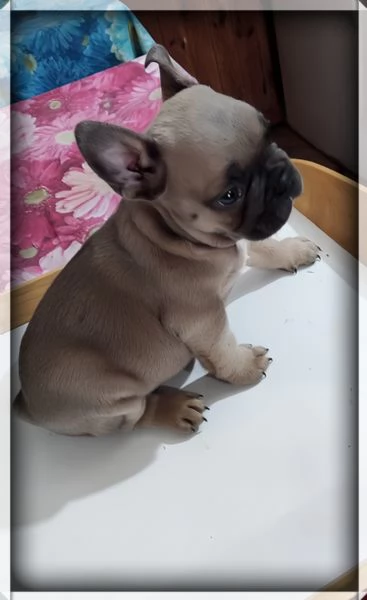 Bulldog francese  | Foto 2
